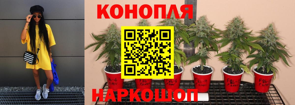 Бошки марихуана сатива Кириши
